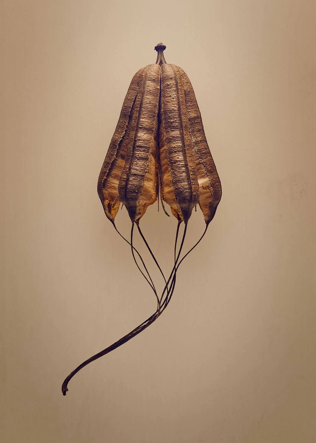 The Hidden Beauty of Seed & Fruits | Explore Nature's Details